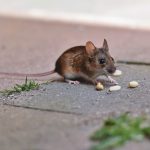 a mouse steals A.V. Drakonis' offering from their altar Arcane Insights blog
