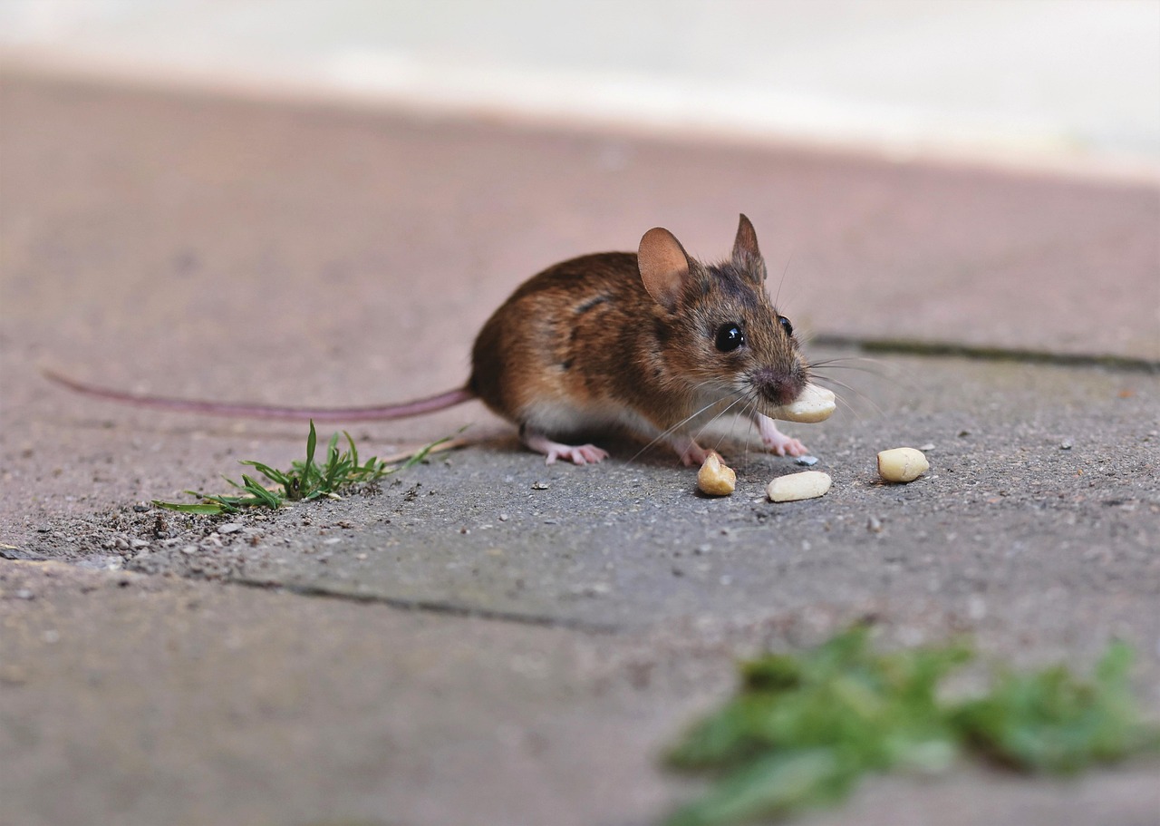 The Time I Fed the Local Spirits… and the Local Rodents